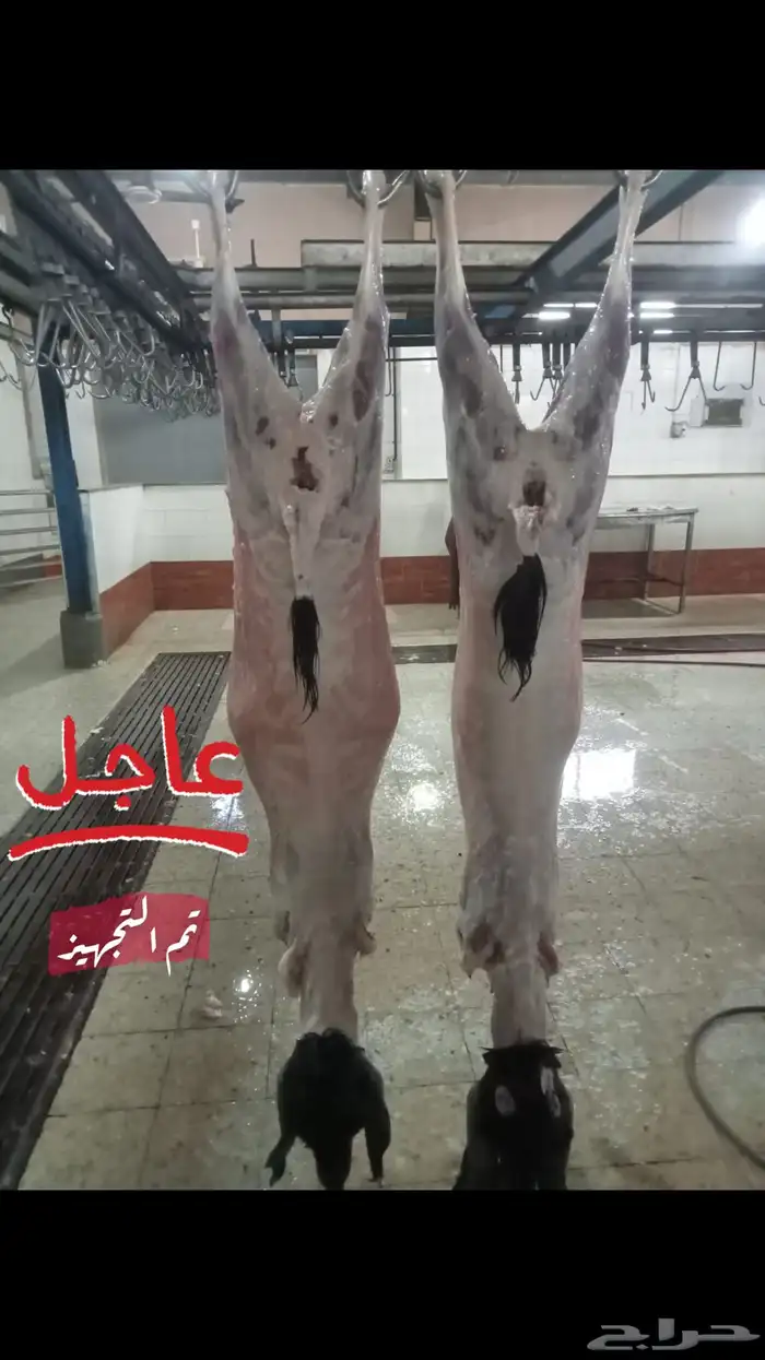 ملحمة ذبائح الحجاز-مخطط البدراني ( اقراء التعليقات و الصور) 20