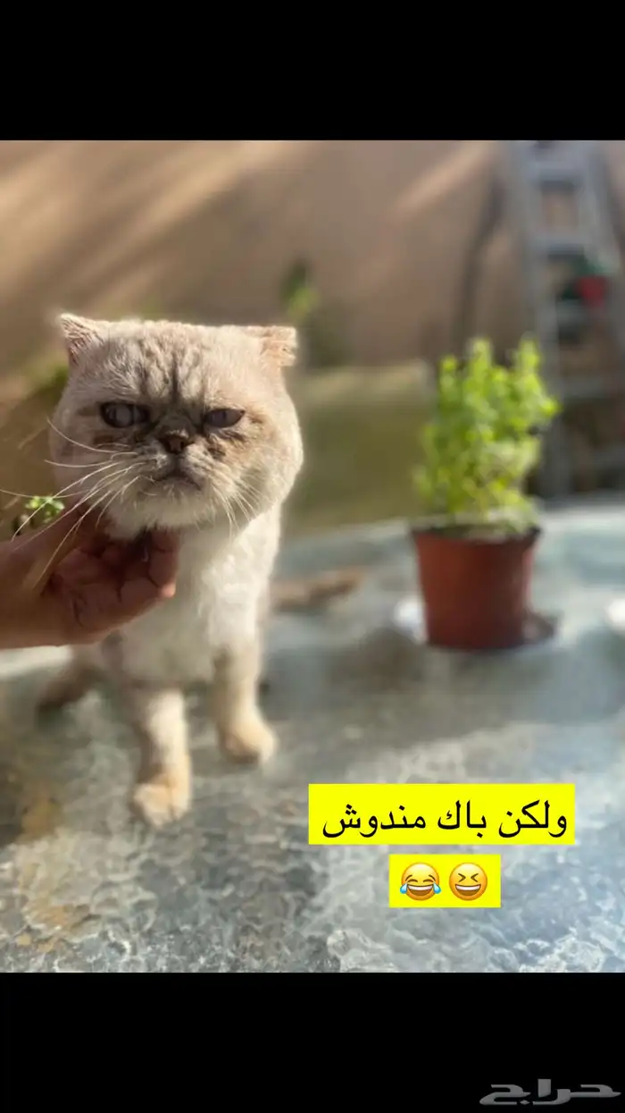 يتوفر ذكور قطط للتزاوج انواع كثيره 0