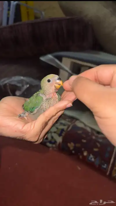فروخ روز الوان حلوه 2