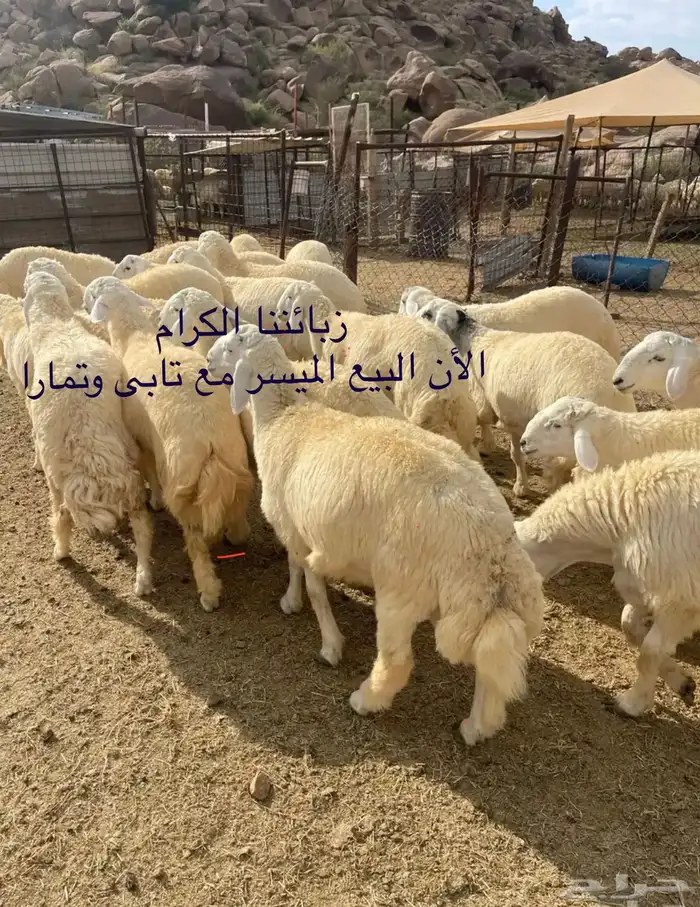 طليان حريات جبره للثلاجة والمناسبات 4