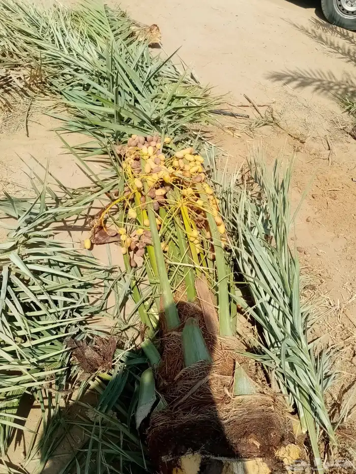 نخل للبيع في تبوك والبدع 3