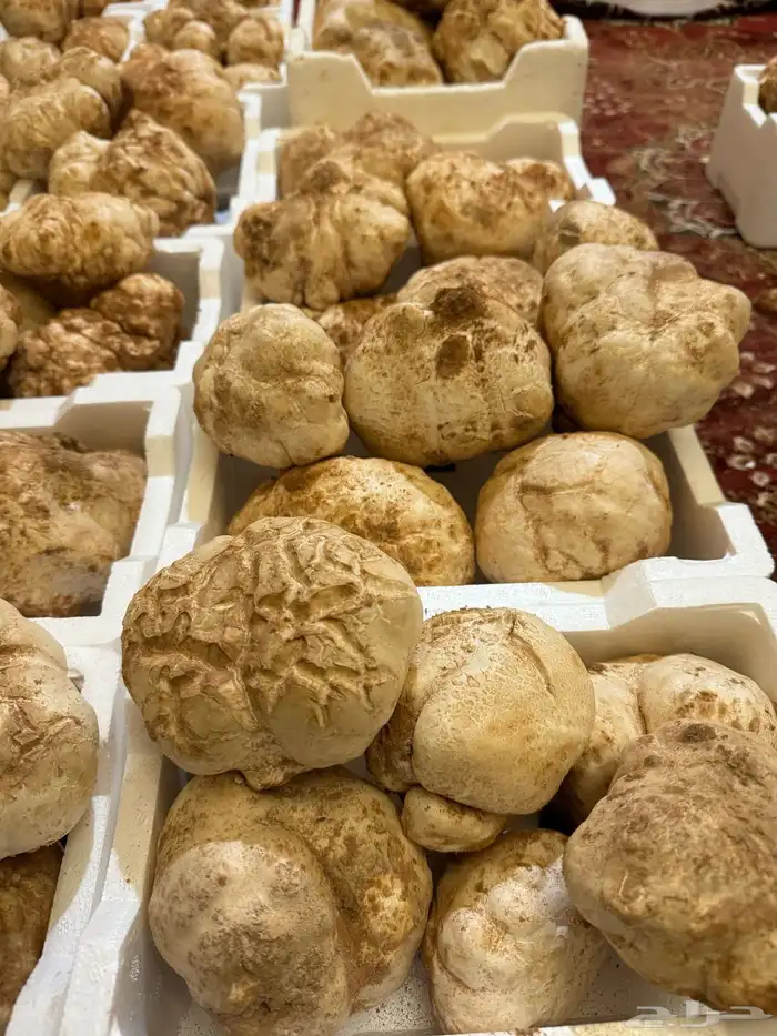 فقع واصل اليوم الجمعة تاريخ 22 8 2