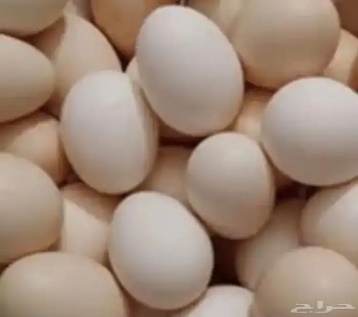 بيض مخصب لاحم روس 308 للكميات فقط 0