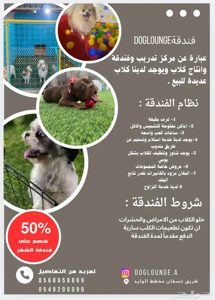 فندقة كلاب 11
