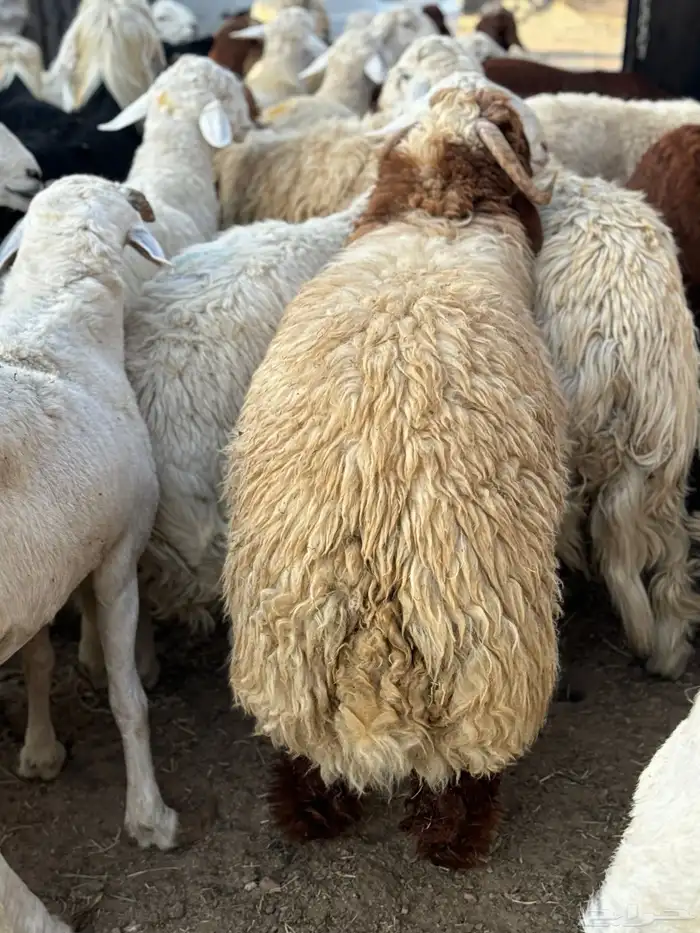 ذبايح طائفية حري-نجدي-سواكني 10