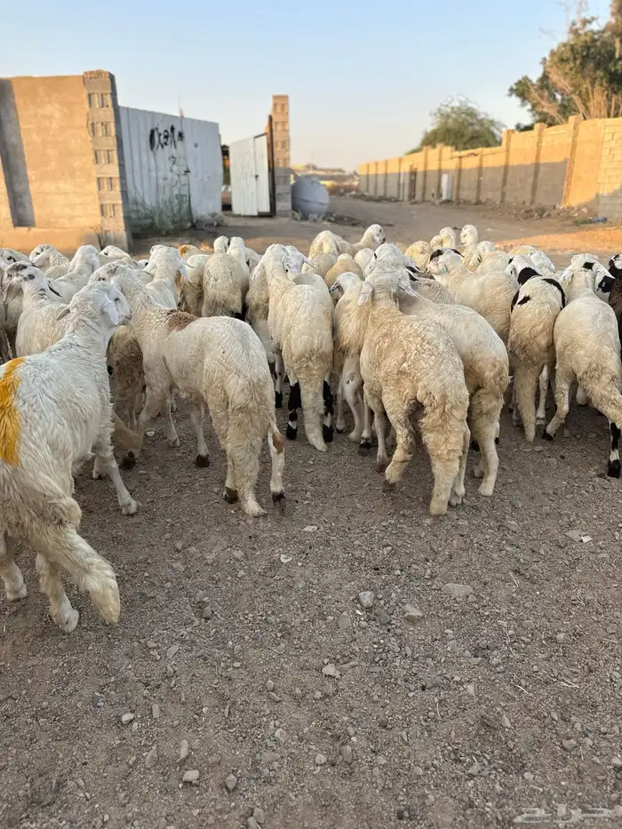 ذبايح طائفية حري-نجدي-سواكني 27