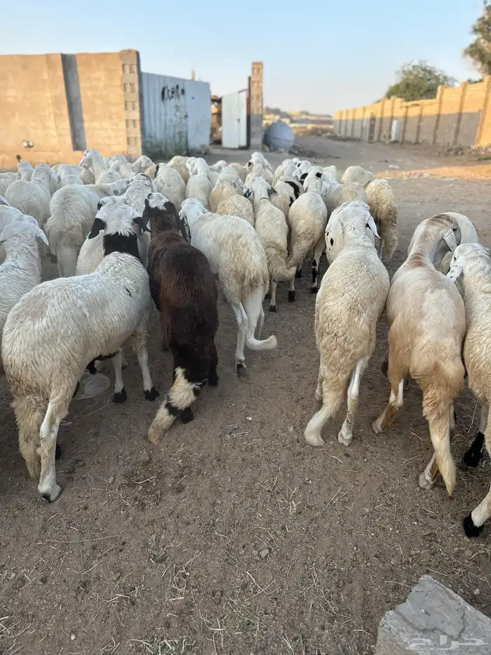 ذبايح طائفية حري-نجدي-سواكني 25