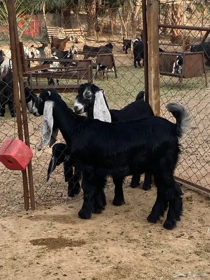 جفار معزا عوارض صنف مقاني (تم البيع) 8