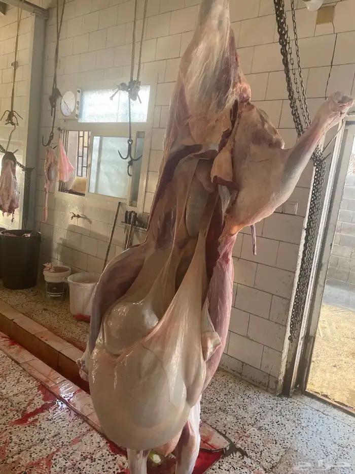 حسلان شركه بلدي ربع 1400 وثمن 700 6