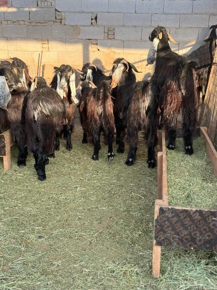 ذبايح طائفية حري-نجدي-سواكني 3