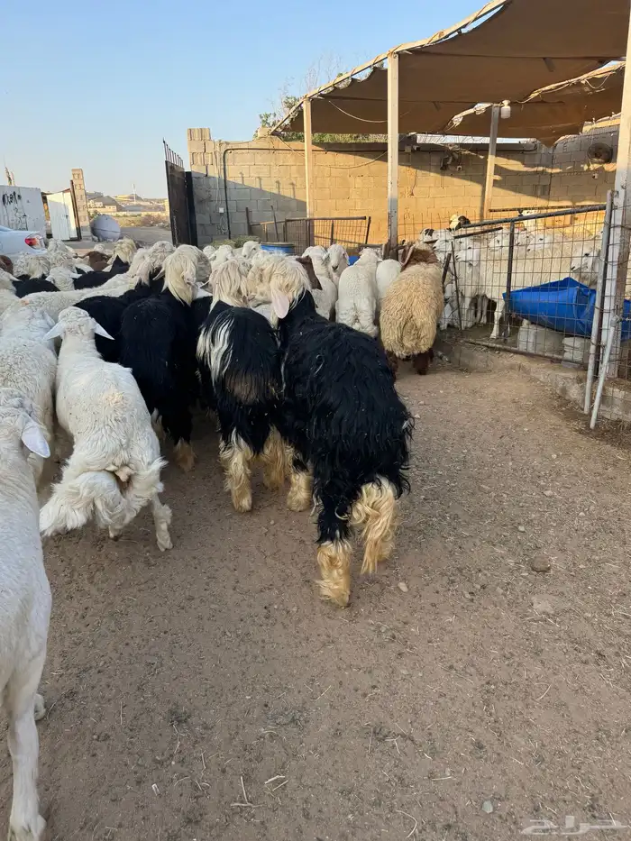 ذبايح طائفية حري-نجدي-سواكني 16