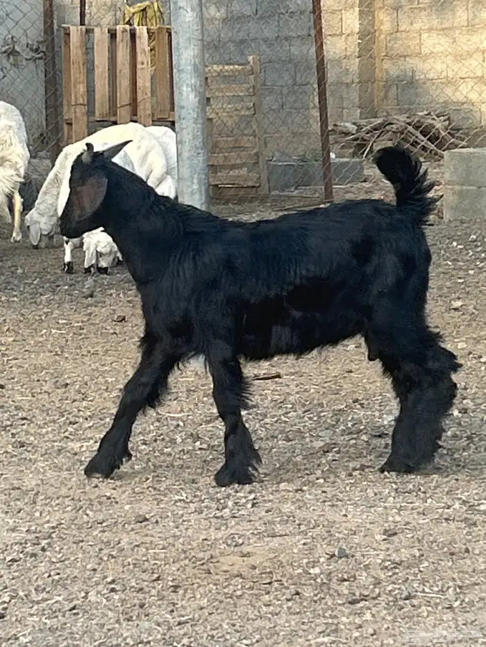 خرفان بلديه صفر نجران وتيوس بلديه دغس 56