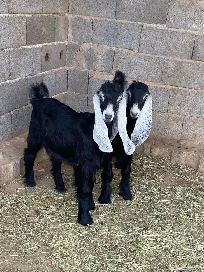 جفار معزا عوارض صنف مقاني (تم البيع) 10