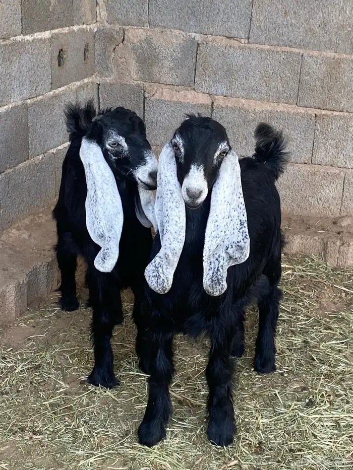 جفار معزا عوارض صنف مقاني (تم البيع) 13