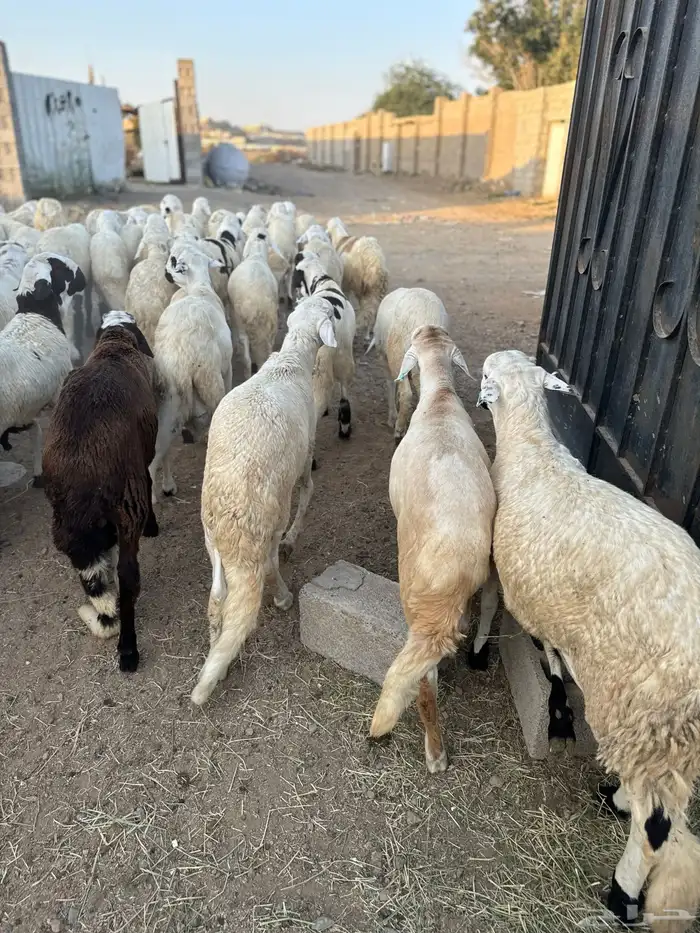 ذبايح طائفية حري-نجدي-سواكني 24