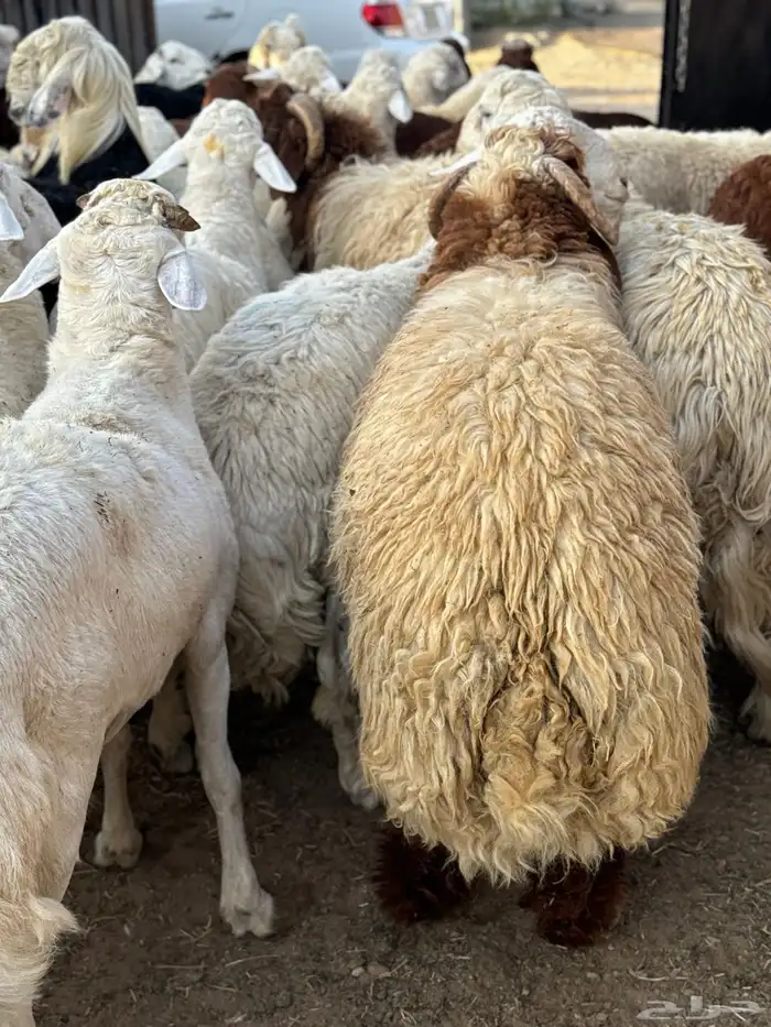 ذبايح طائفية حري-نجدي-سواكني 9