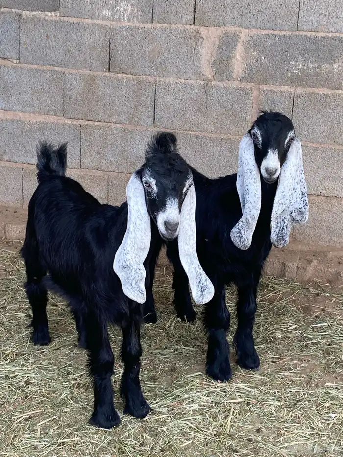 جفار معزا عوارض صنف مقاني (تم البيع) 14