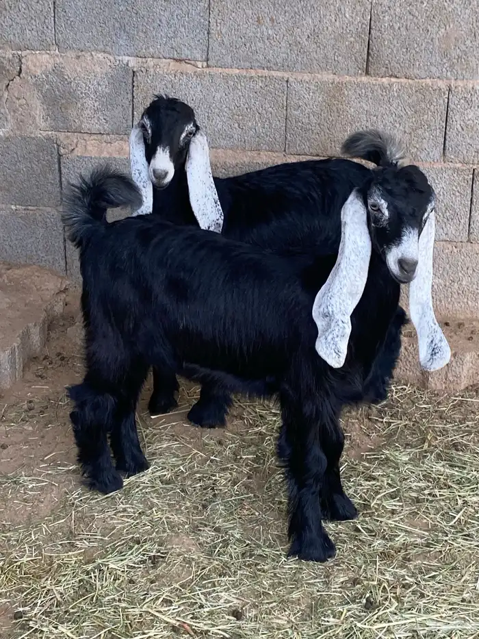 جفار معزا عوارض صنف مقاني (تم البيع) 4