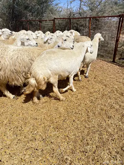 غنم حريات صنف 2