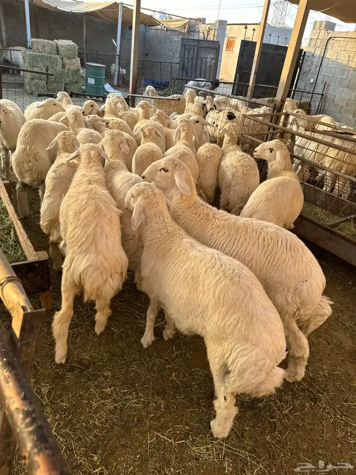 ذبايح طائفية حري-نجدي-سواكني 20