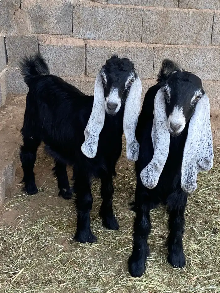 جفار معزا عوارض صنف مقاني (تم البيع) 5