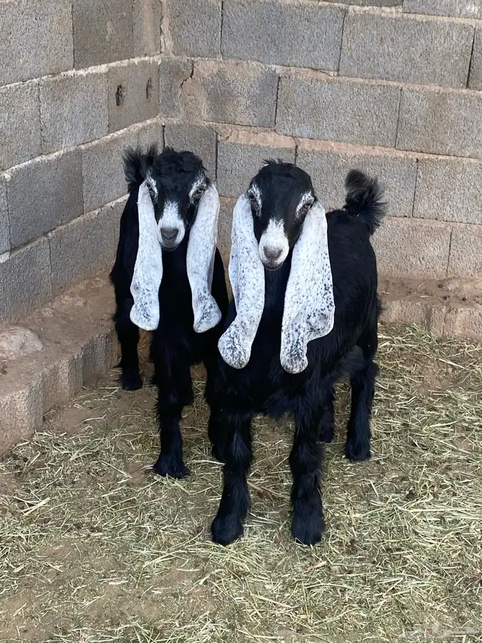 جفار معزا عوارض صنف مقاني (تم البيع) 1