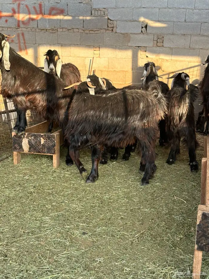 ذبايح طائفية حري-نجدي-سواكني 0