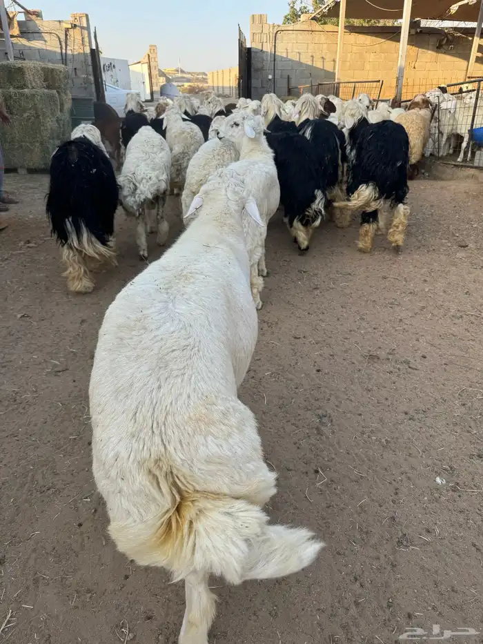 ذبايح طائفية حري-نجدي-سواكني 15