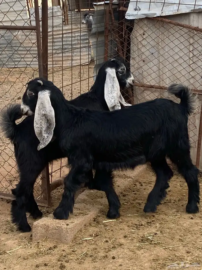 جفار معزا عوارض صنف مقاني (تم البيع) 9