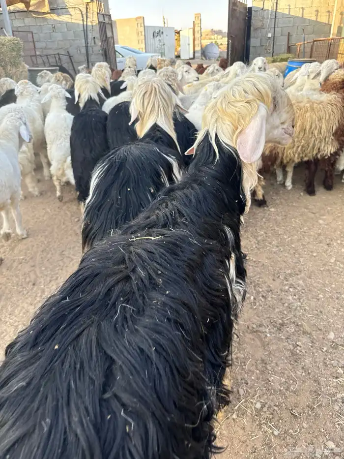 ذبايح طائفية حري-نجدي-سواكني 12