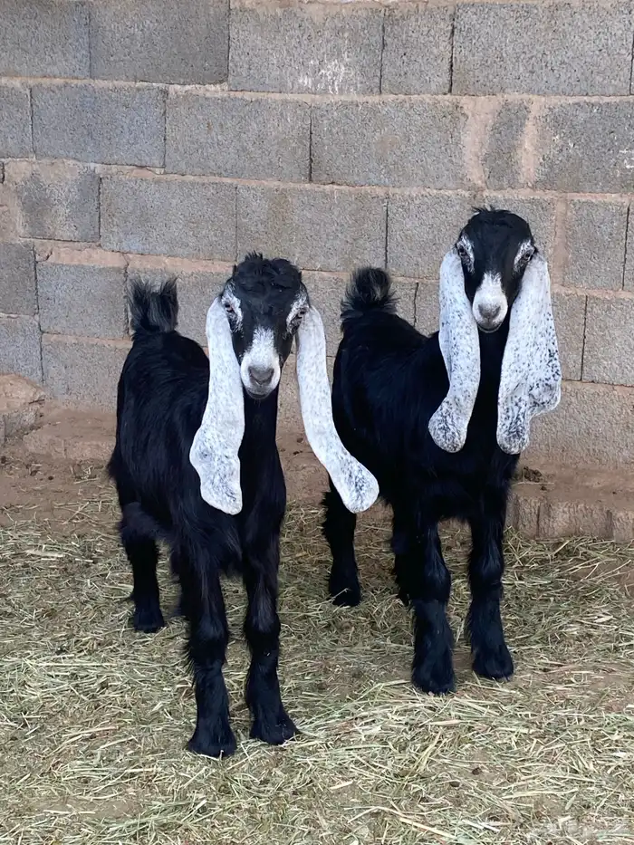 جفار معزا عوارض صنف مقاني (تم البيع) 3