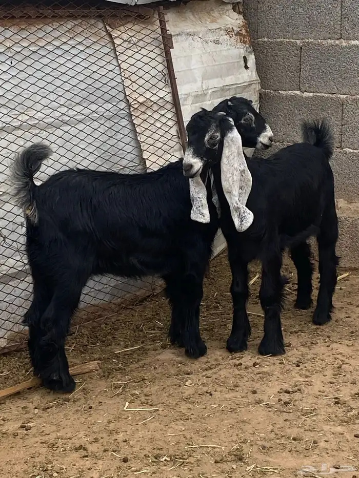 جفار معزا عوارض صنف مقاني (تم البيع) 7