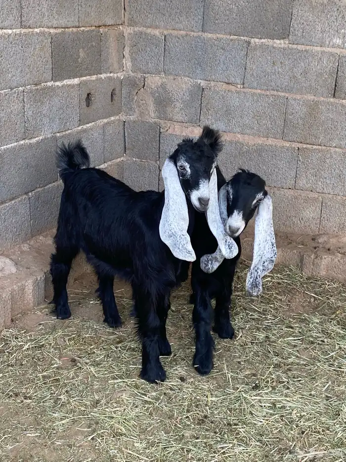 جفار معزا عوارض صنف مقاني (تم البيع) 12