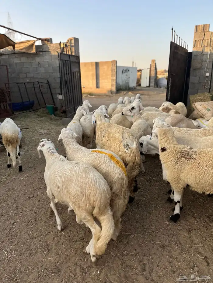 ذبايح طائفية حري-نجدي-سواكني 21