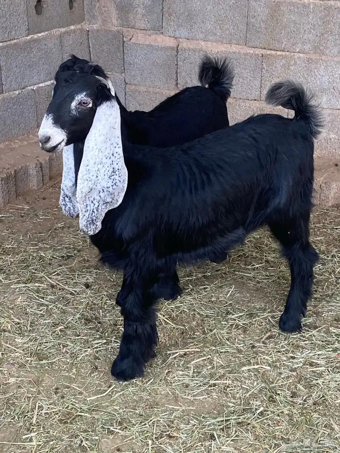 جفار معزا عوارض صنف مقاني (تم البيع) 2