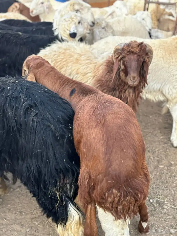 ذبايح طائفية حري-نجدي-سواكني 7