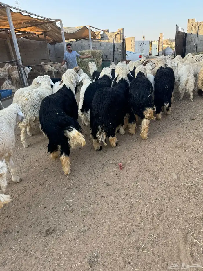 ذبايح طائفية حري-نجدي-سواكني 17