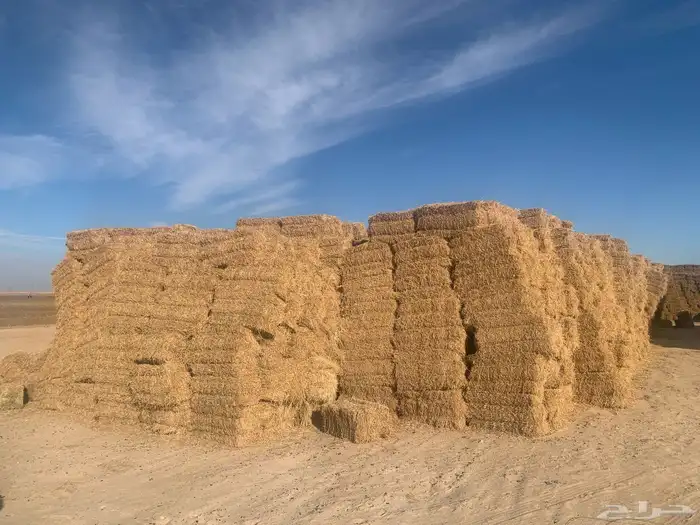 برسيم ذره قمح 3