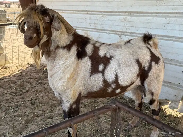ماعز مع الفحل محايلى 5