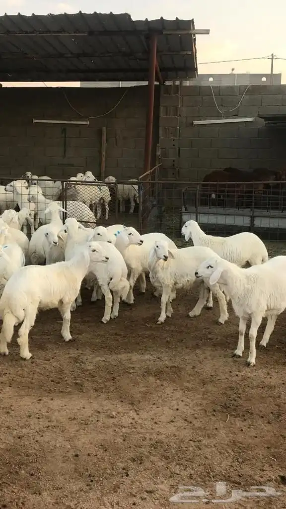 طليان حريات جبره للثلاجة والمناسبات 5