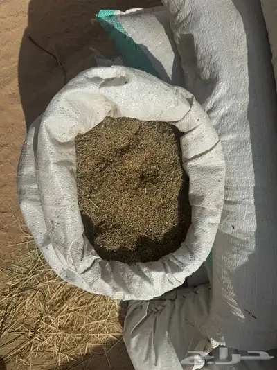 بذور رودس فاخر انتاج محلي من اصل أفريقي 5