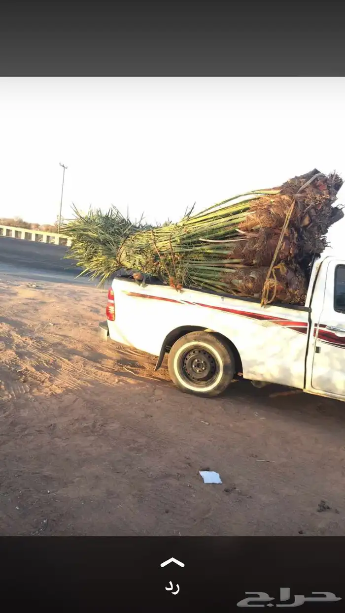 نخل للبيع في تبوك والبدع 2