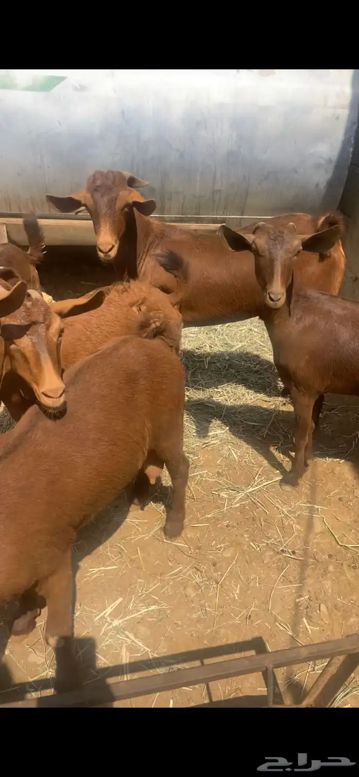 عرض تأسيس مراح فيها قرايب وحليب الفحل مشروط جذع تم اللبيع 0