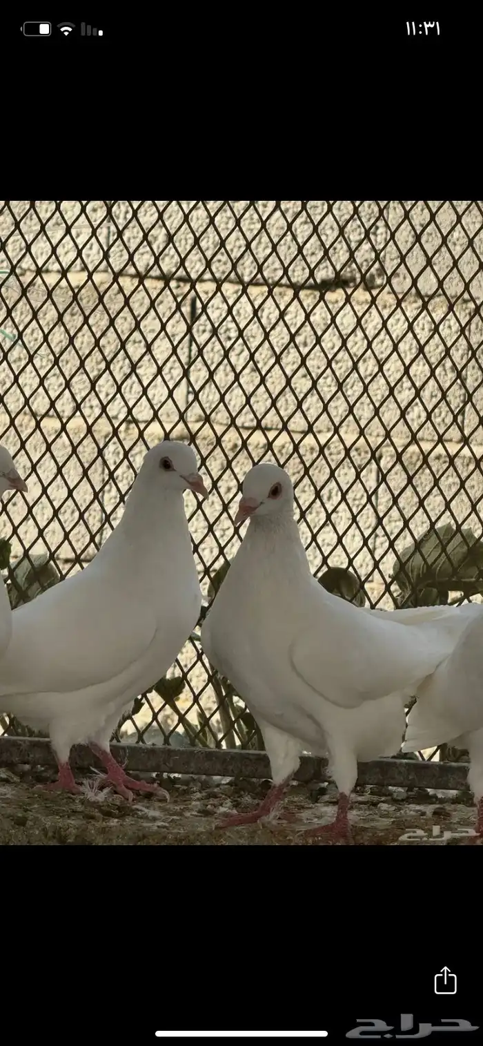 مسلخ دجاج 4