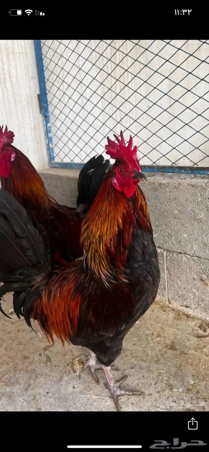 مسلخ دجاج 5