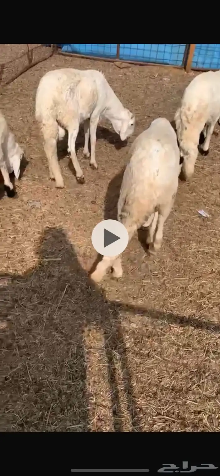 حري حريات سواكني سواكن مرابي هرفي هرافا ذبيحه ذبياح 2