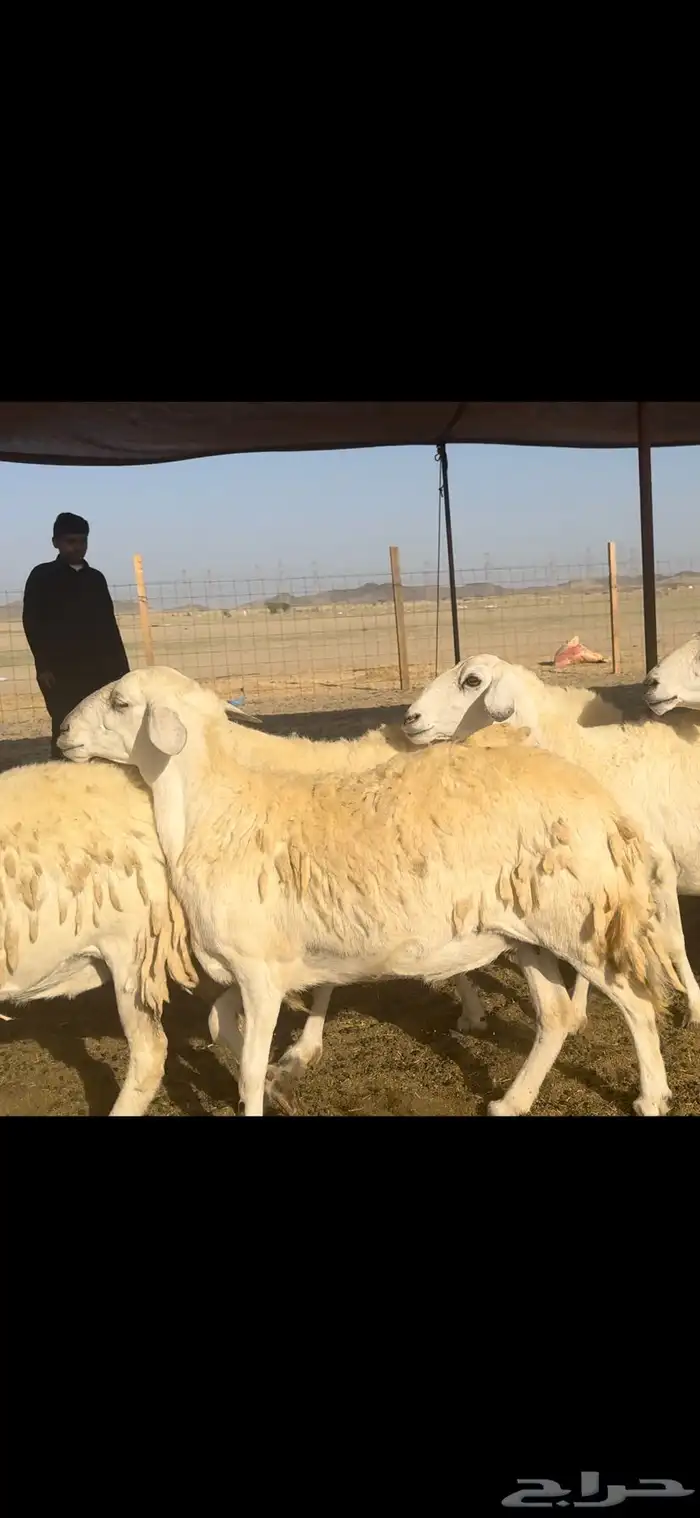 غنم حريات صنف 59 معاها 2 بفحلها 7