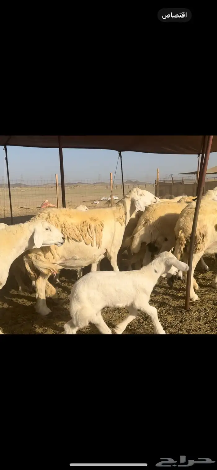 غنم حريات صنف 59 معاها 2 بفحلها 6