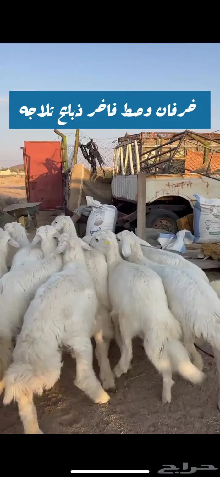 ذبايح ابو حزام خرفان وتيوس حلال كفو 2