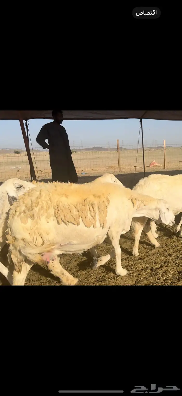 غنم حريات صنف 59 معاها 2 بفحلها 8